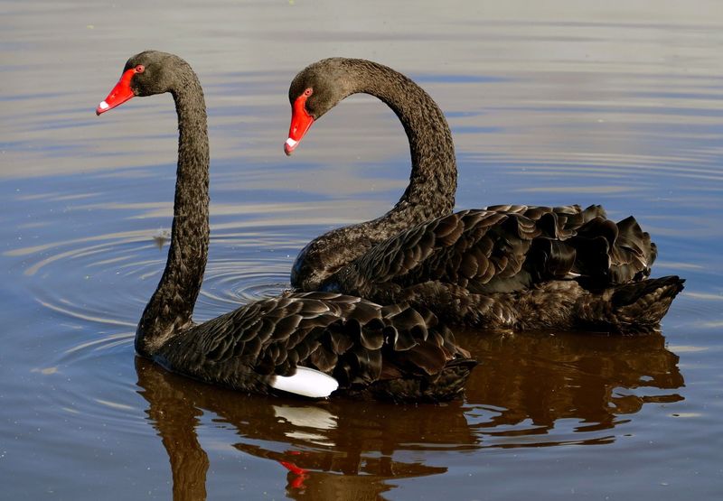 The Role of Swans in Ecosystems