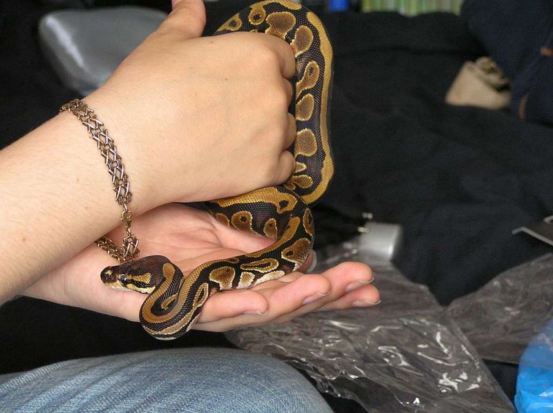 Ball Python
