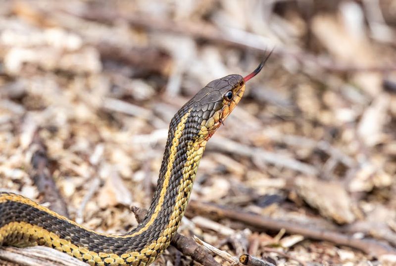 Garter snake's Smelling Musk