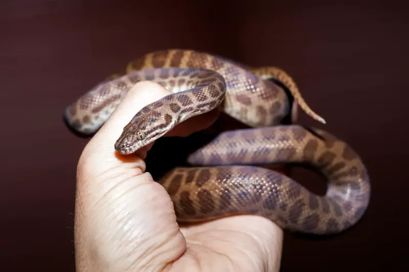 Children’s Python