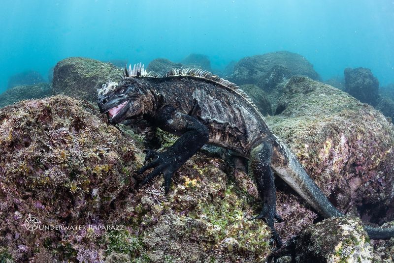 Marine Iguana