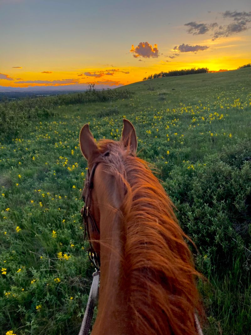Sunset Rides