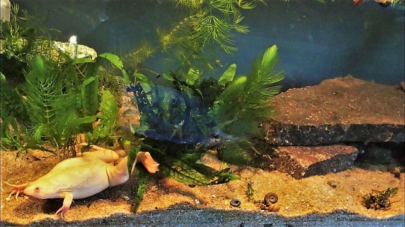 African Clawed Frogs