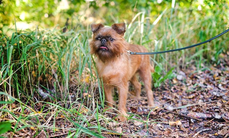 Brussels Griffon
