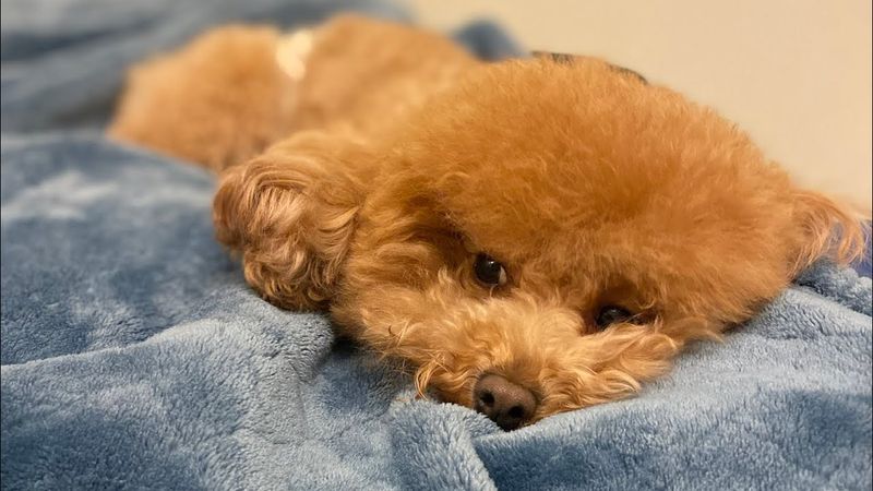 Poodle