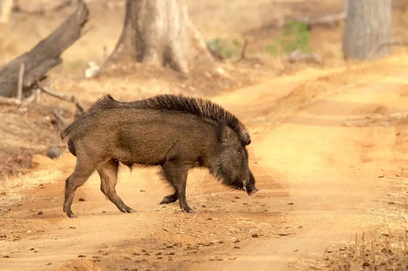 Mississippi - Wild Boar