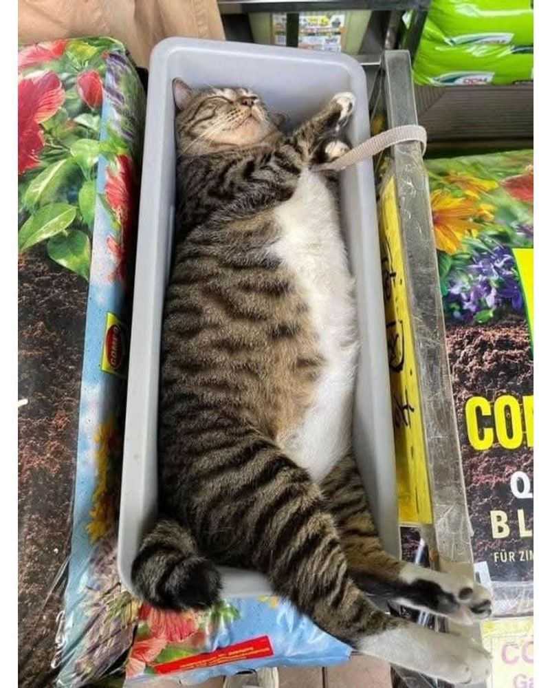 Basil