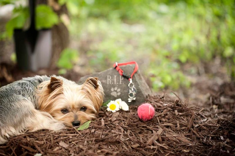Risk to Other Pets