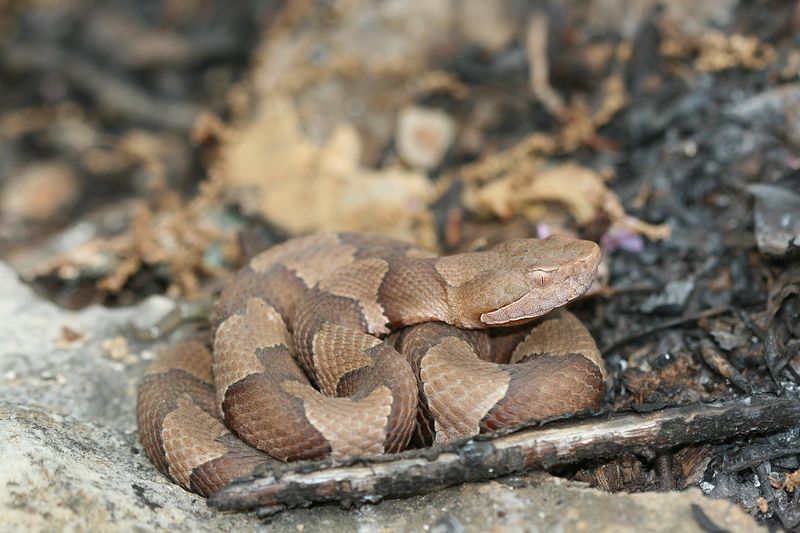 Illinois (southern part)