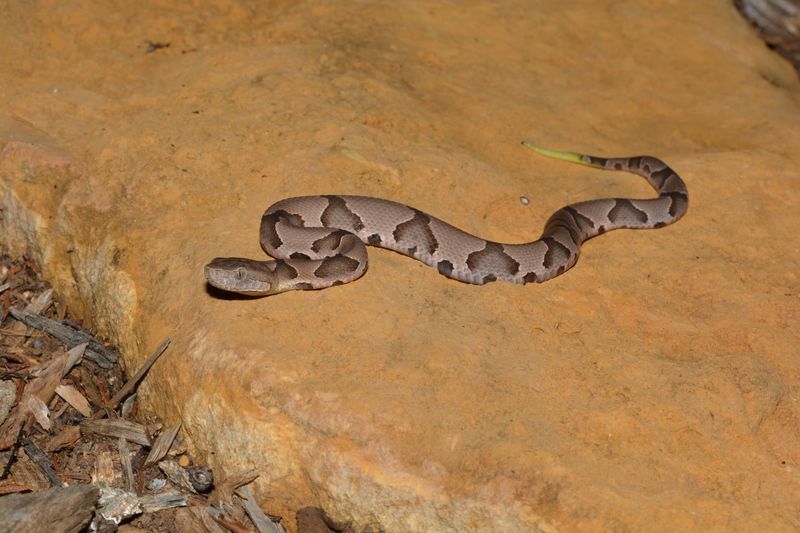 Missouri - Eastern Copperhead