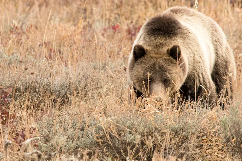 Montana - Grizzly Bear