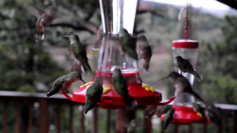 Mistake 5: Overcrowding Feeders