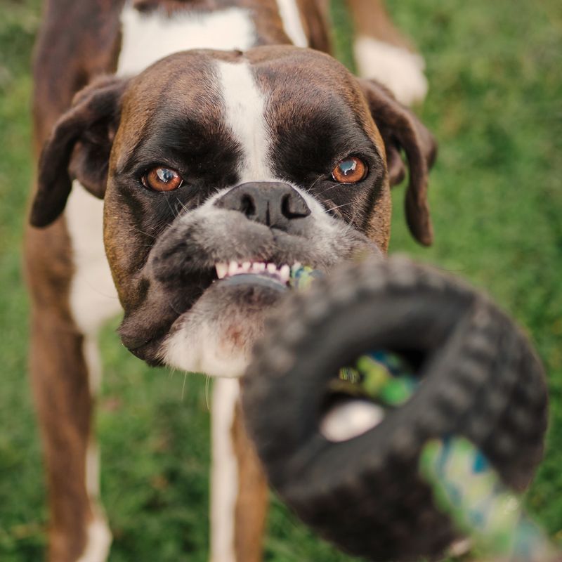Mistake 7: Failing to Understand Dog Language