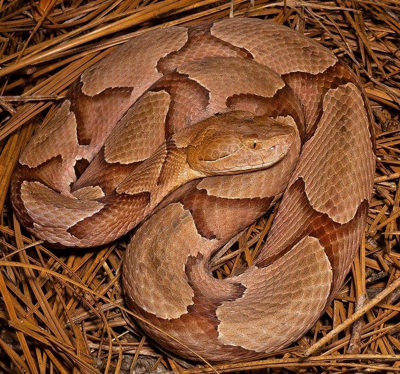 Copperhead