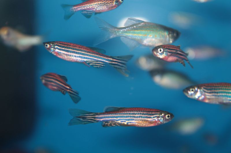 Zebra Danios