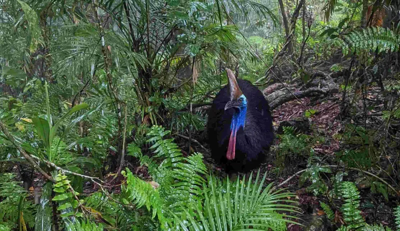 Southern Cassowary