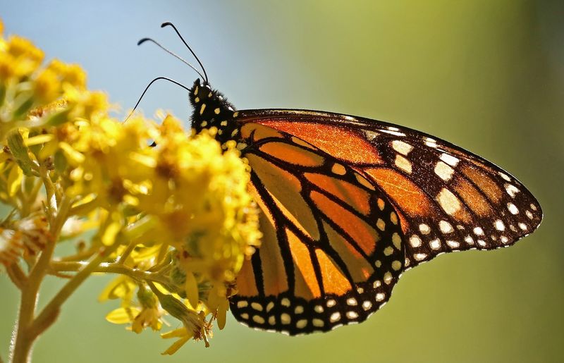 Monarch Butterfly