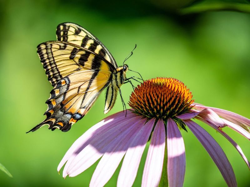 Swallowtail Butterfly