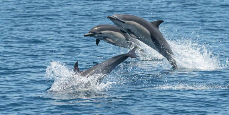 Dolphins