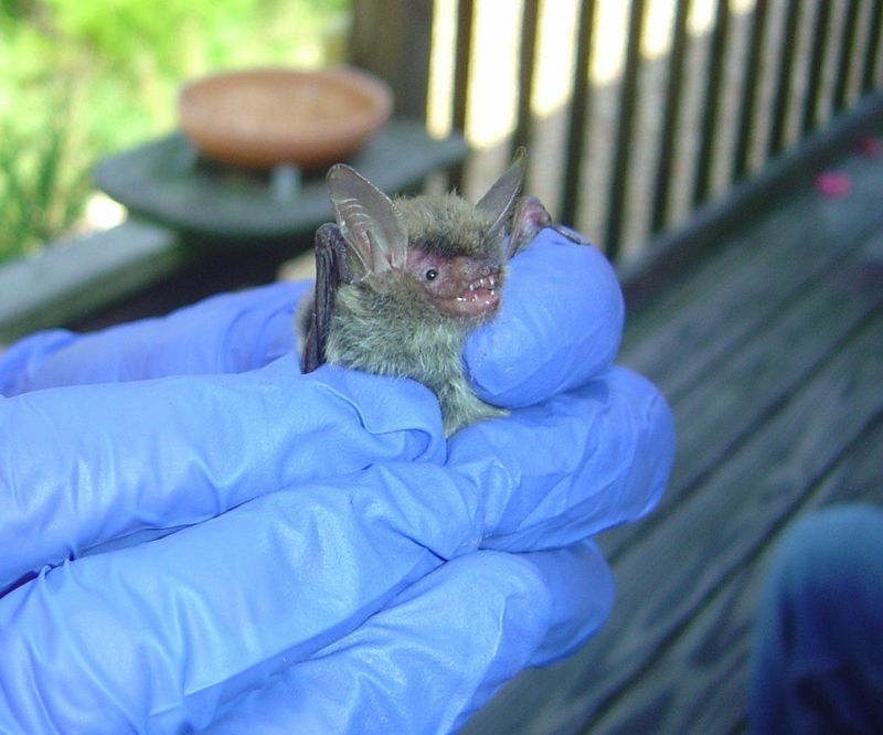 Northern Long-Eared Bat