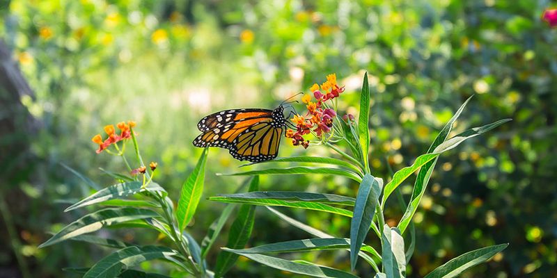 Monarch Butterfly