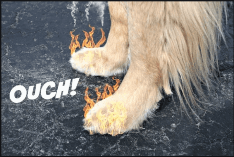 Avoid Hot Pavement
