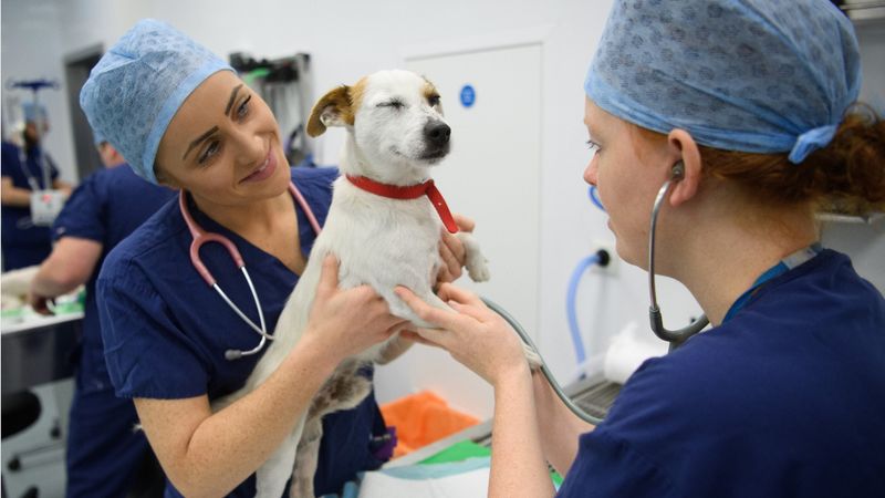 Establish a New Veterinarian