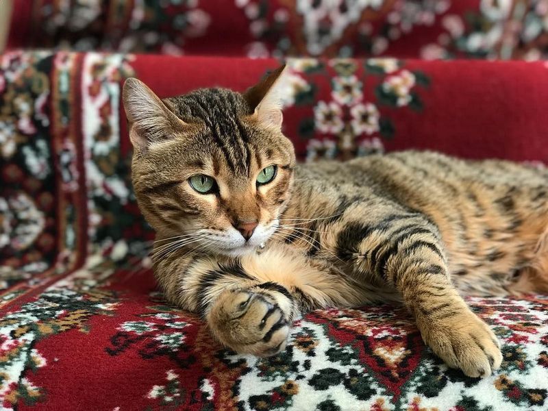Hybrid Cats