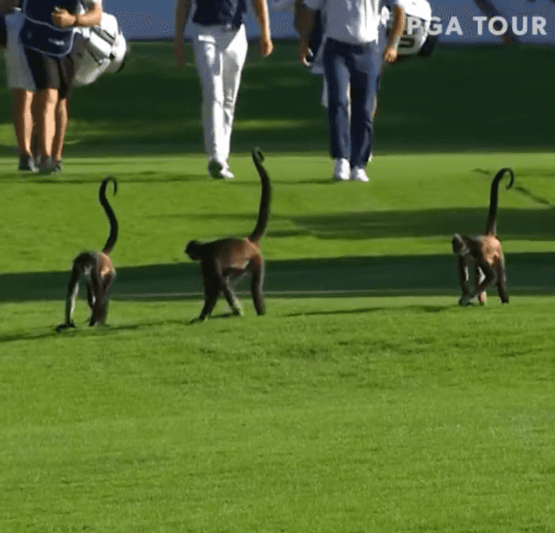 Monkey's Mischievous Move