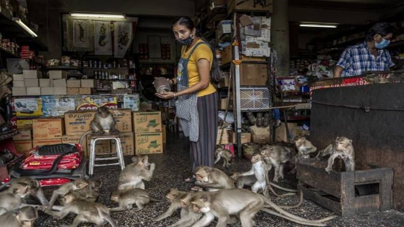Monkeys Take Over New Delhi