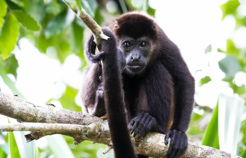 Monkeys