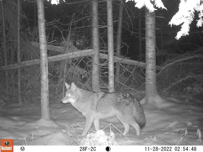 Wisconsin's Woodland Wanderers