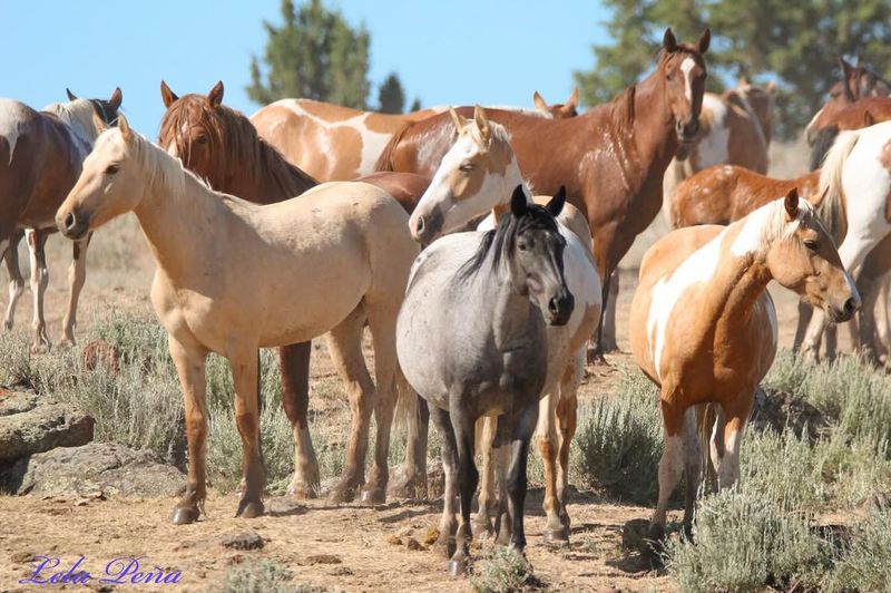 Arizona's Rugged Mustangs