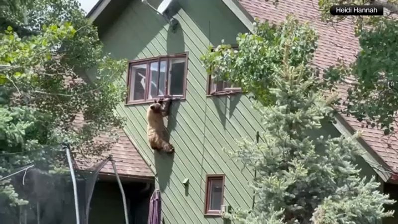 Steamboat Springs Pork Chop Heist