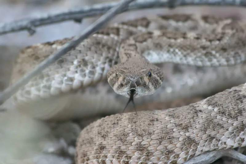 Nebraska - Western Diamondback Rattlesnake