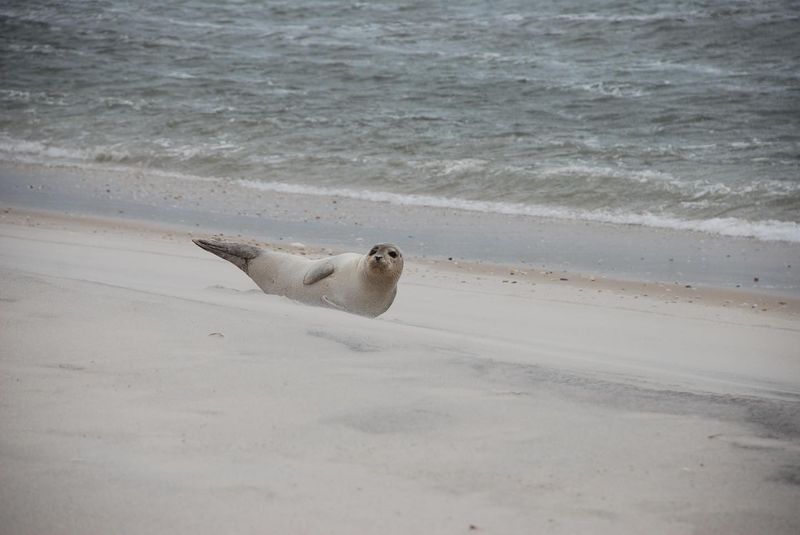 Fire Island National Seashore, New York