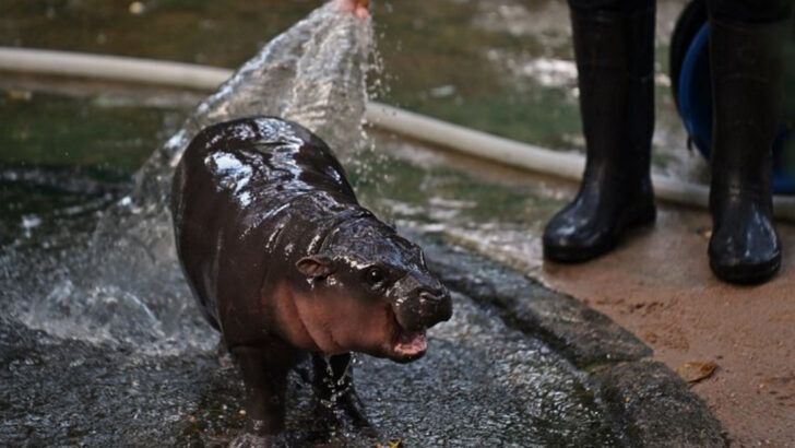 Moo Deng: The Pygmy Hippo Who Became an Internet Icon