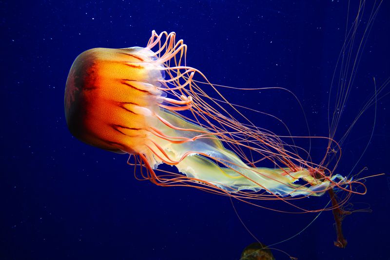 Moon Jellyfish