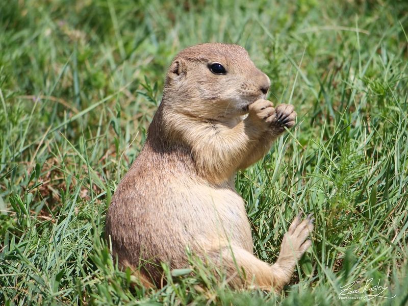Prairie Dog
