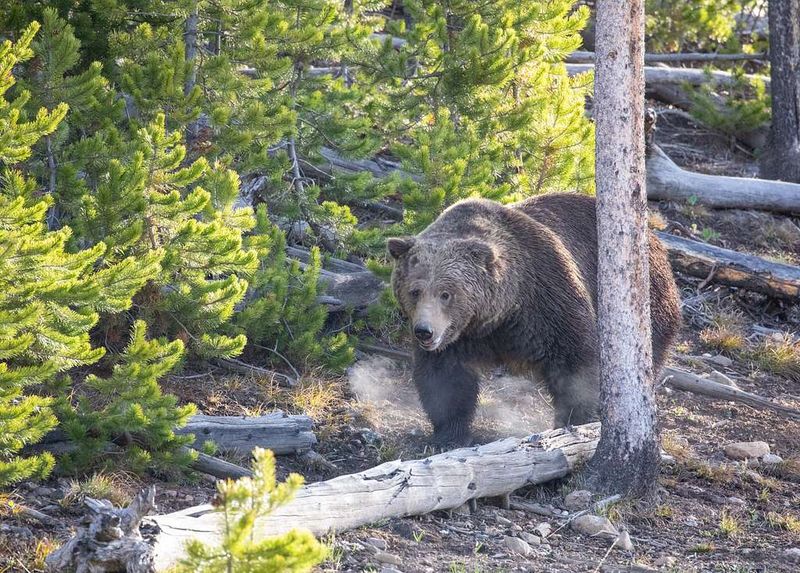 Grizzly Bear