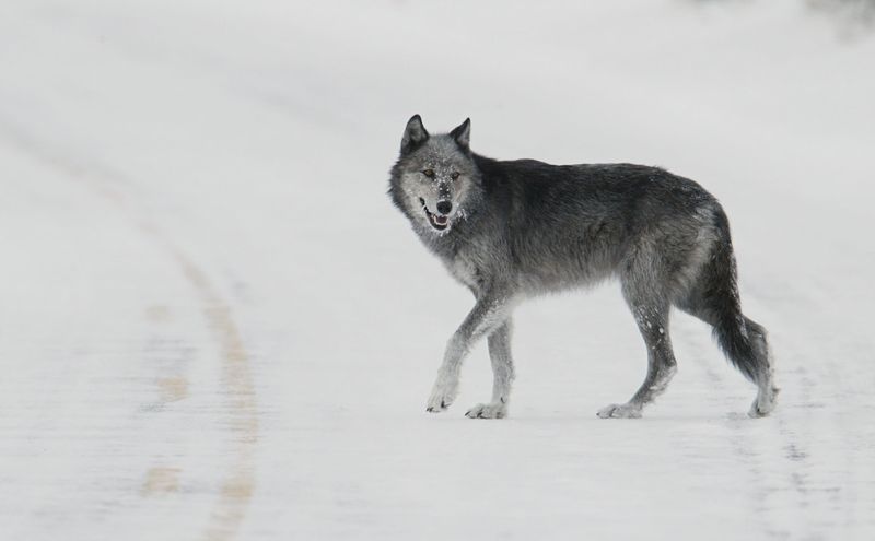 Gray Wolf