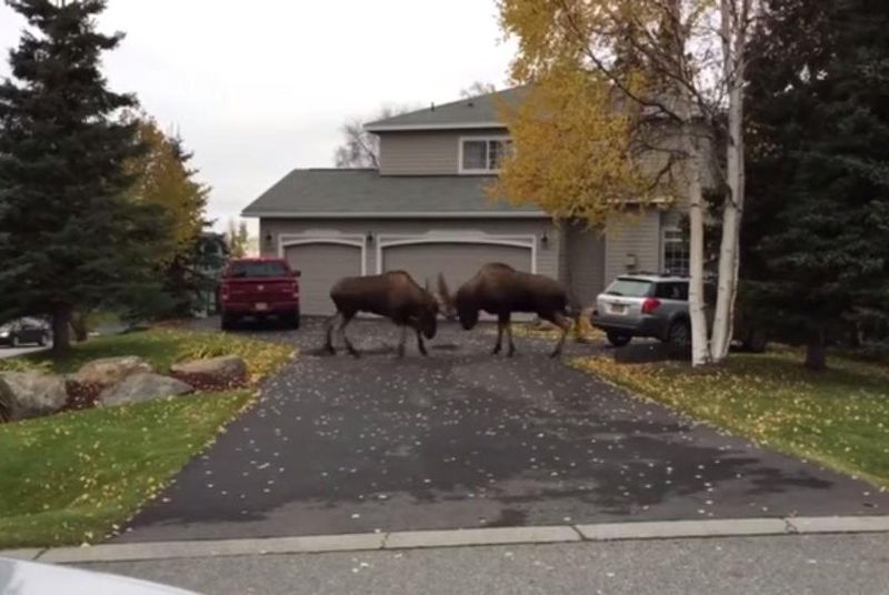 Moose Strolls Through Anchorage