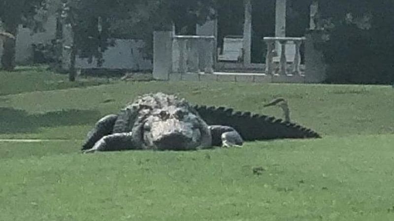 Crocodile on a Golf Course