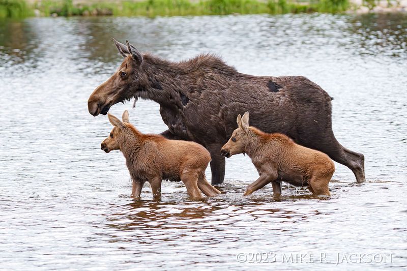 Moose