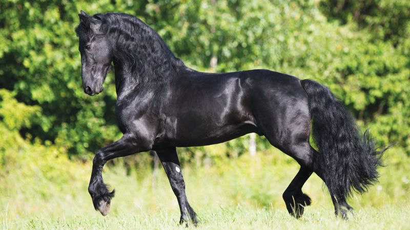 Friesian