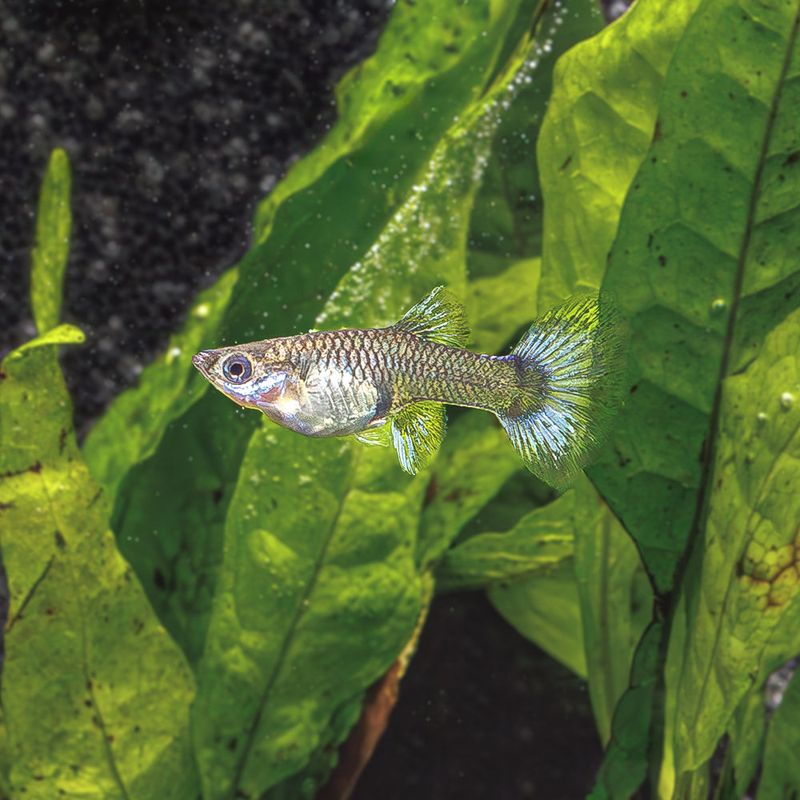 Mosaic Guppy