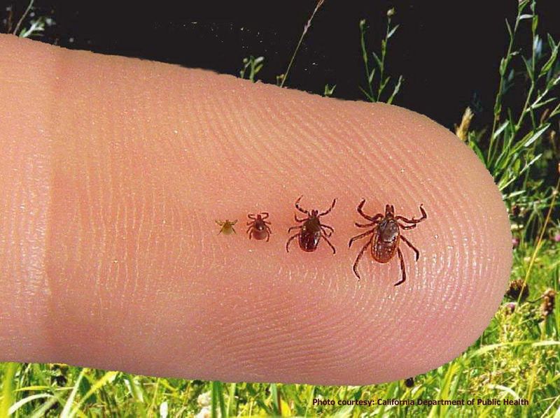 Tick