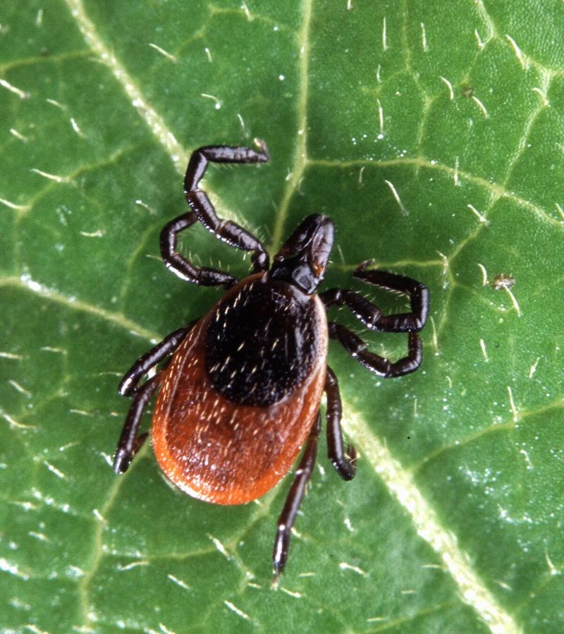 Ticks (Blacklegged/Deer Tick)