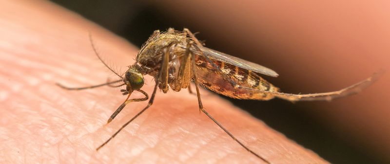 Mosquito