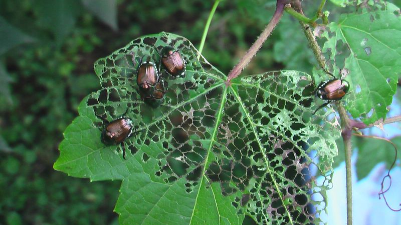 Japanese Beetle